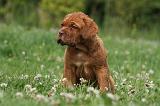 DOGUE DE BORDEAUX 302